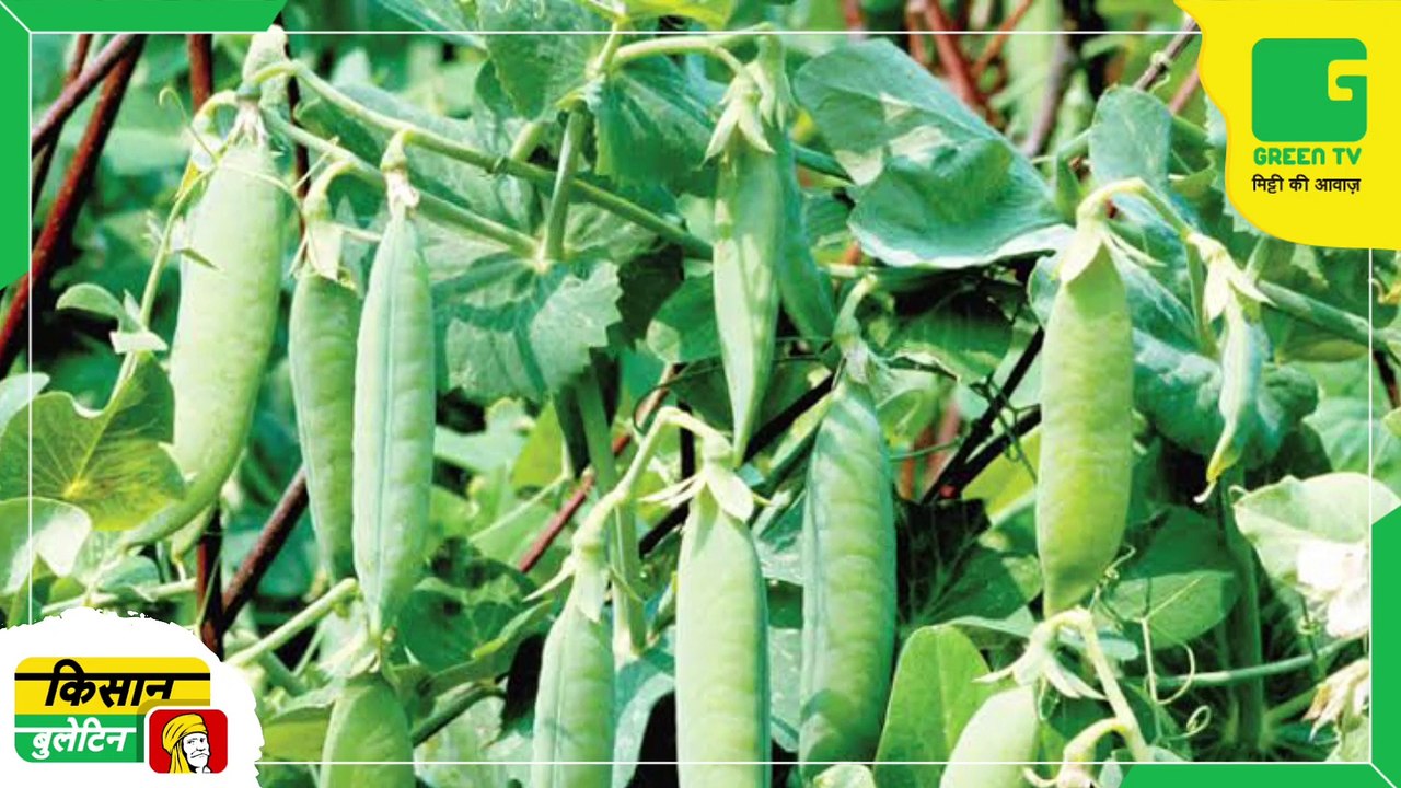Kisan Bulletin 15 May 2023 - मौसम विभाग ने जारी किया अगले तीन दिनों का पूर्वानुमान | 20 लाख किसानों को मुफ्त सब्जी बीजों की किट
