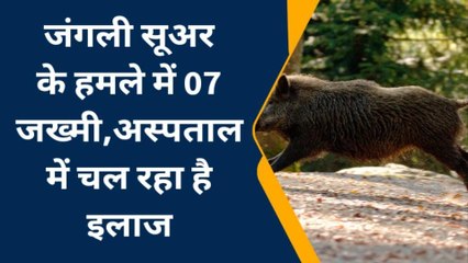 बस्ती: जंगली सूअर के हमले से 07 घायल, 05 जिला अस्पताल रेफर