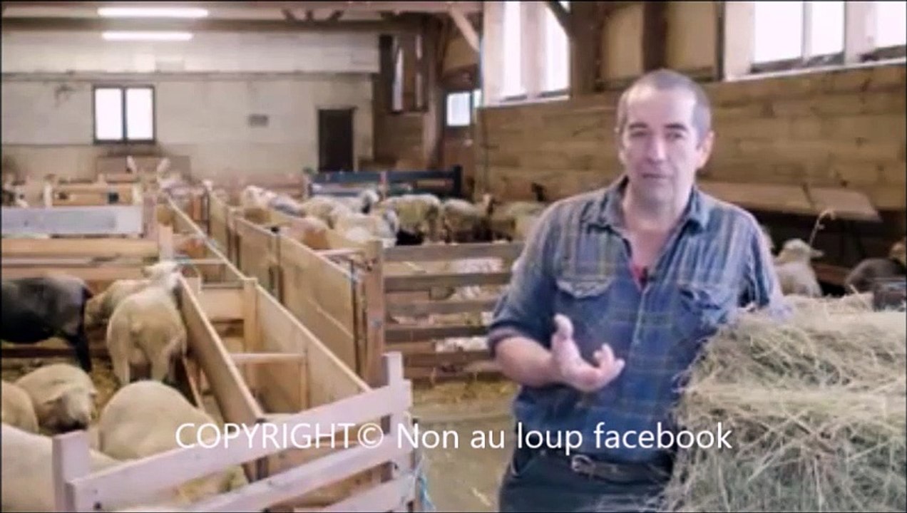 13.Le retour du loup est il un atout pour les population locales
