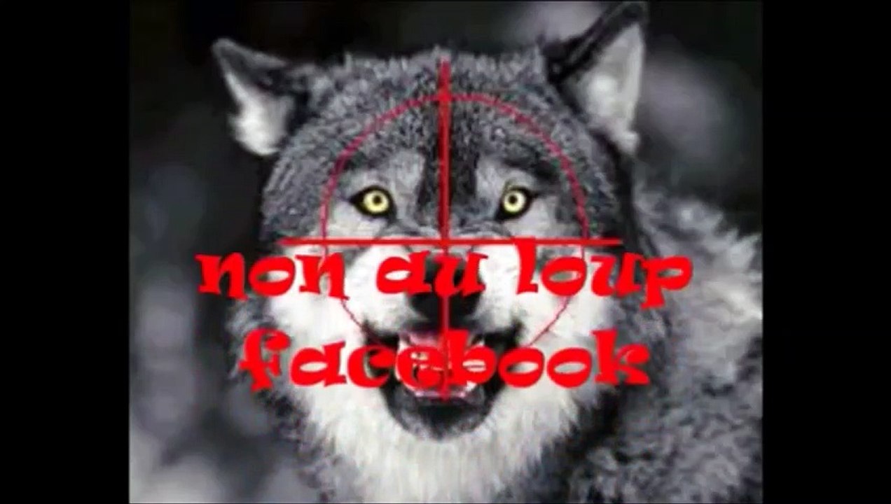 12.Le loup epargne t il les troupeaux de vaches