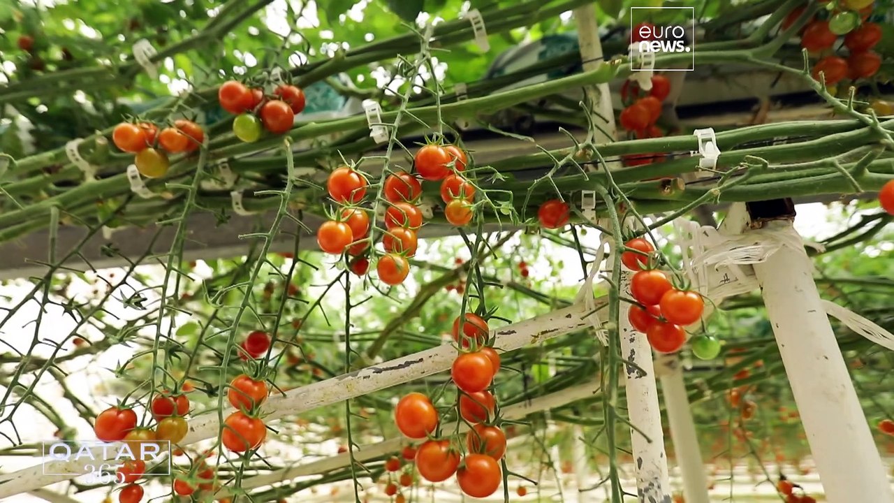 سرمایه‌گذاری بر انرژی خورشیدی؛ راهکار قطر برای رسیدن به اقتصاد سبز و پایدار