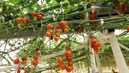 سرمایه‌گذاری بر انرژی خورشیدی؛ راهکار قطر برای رسیدن به اقتصاد سبز و پایدار