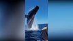 Watch as whale performs spectacular spin metres from tourist boat
