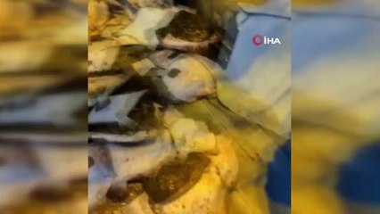 Yasadışı kalkan balığı avlayan 3 kişiye 25 bin 163 lira ceza