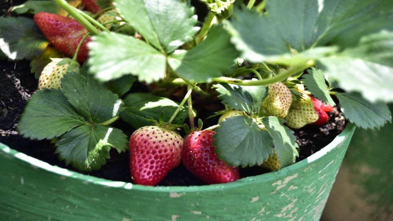 How to Grow Strawberries in Pots video Dailymotion
