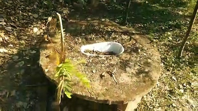 Watson Park built in the Collectorate premises in a dilapidated condition, damaged models, growing bushes, overflowing jams