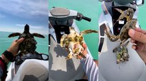 Amazing Sea Turtle rescue!