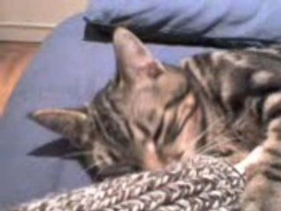 Pata qui se vautre sur le canapé