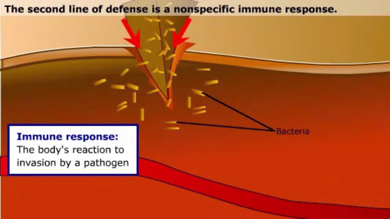 immune system part -3