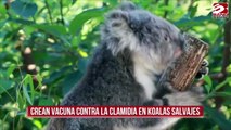 Crean vacuna contra la clamidia en koalas salvajes