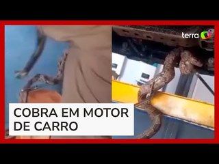 Jiboia é retirada de motor de carro no interior de Goiás