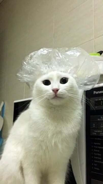 Kat The Cat Chef