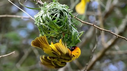 top beautiful bird nests in the world most amazing nests birds 2023
