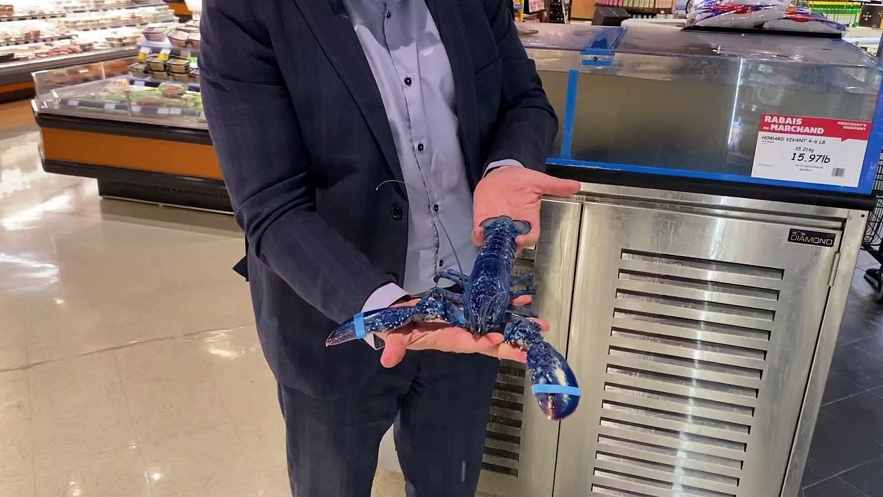 Un homard bleu dans les viviers de chez IGA Extra Famille Vincent