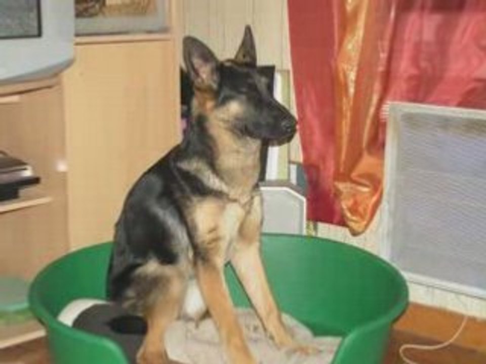 Ma chienne