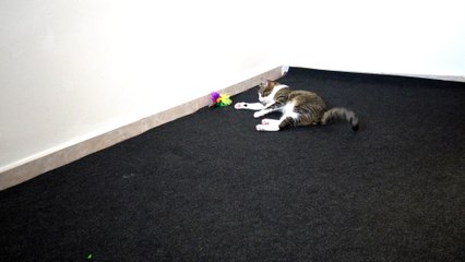 Cat Is Bored of His Toy