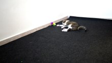 Cat Is Bored of His Toy