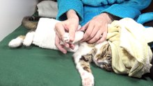 Funny Cay Gets a Paw Massage to Fight Stress