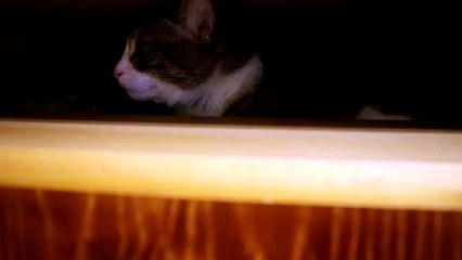 Mysterious Cat Lurks in the Dark