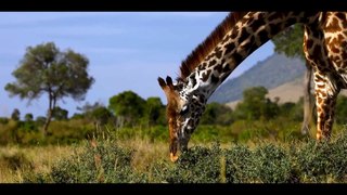 The Graceful Majesty of the African Giraffe