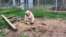 Chada The Rescue Bear Enjoys Her Life