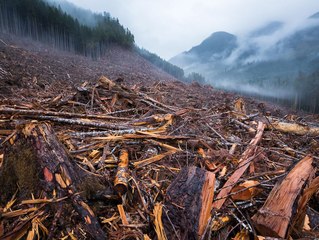 What If All Trees Were Cut Down?