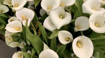 How to Plant and Grow Calla Lily