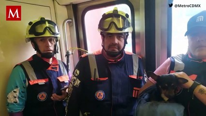Final feliz: Gallina es rescatada de las vías del Metro