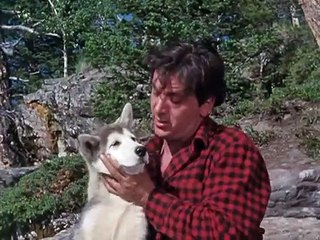 Nikki, Wild Dog Of The North - Trailer