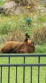 Blondie the Black Bear Plays With Rope Toy