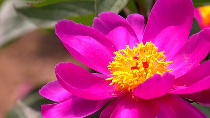 [영상] 봄 끝자락?...작약꽃 만개한 '임실 옥정호 붕어섬' / YTN