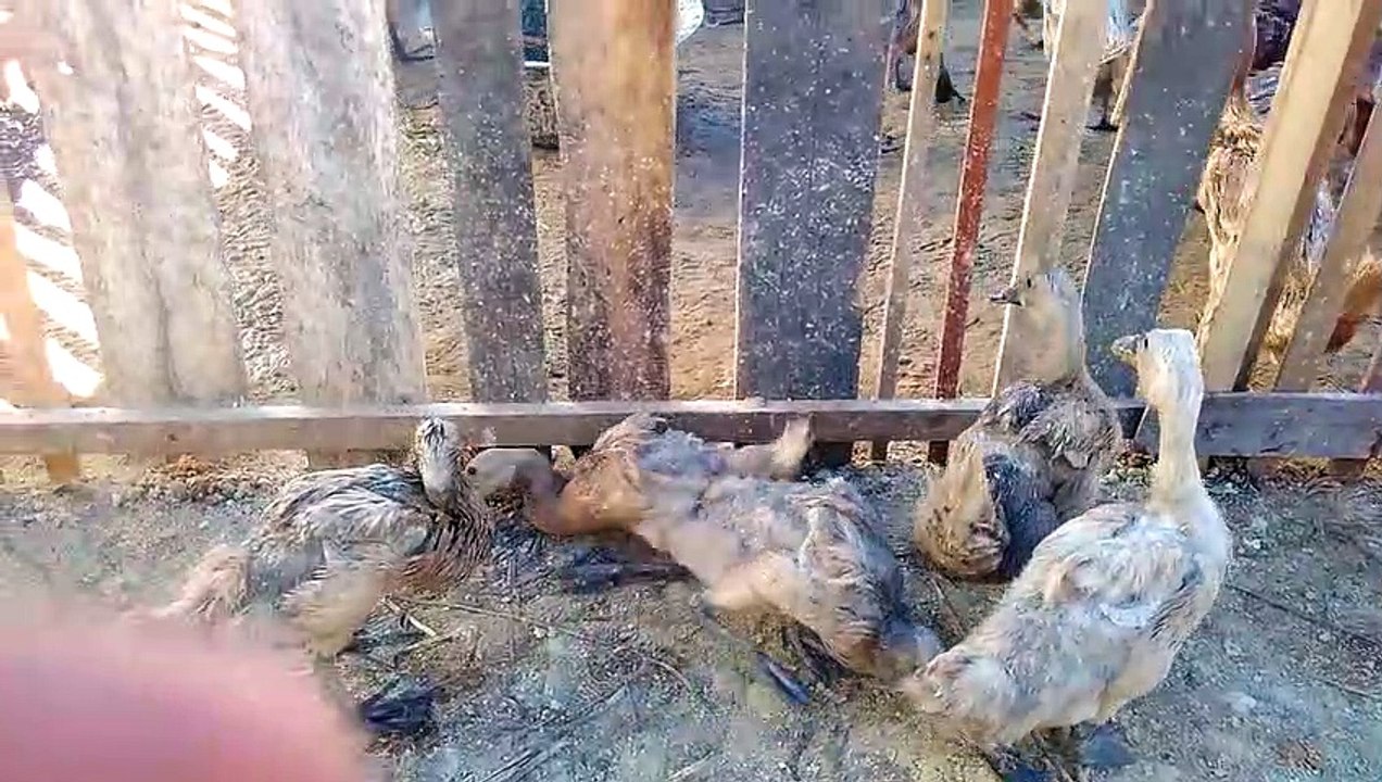 Avian Influenza in Ducks, Flu symptoms, Duck Diseases, poultry farming, duck farming