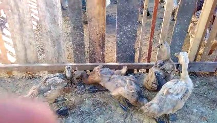 Avian Influenza in Ducks, Flu symptoms, Duck Diseases, poultry farming, duck farming