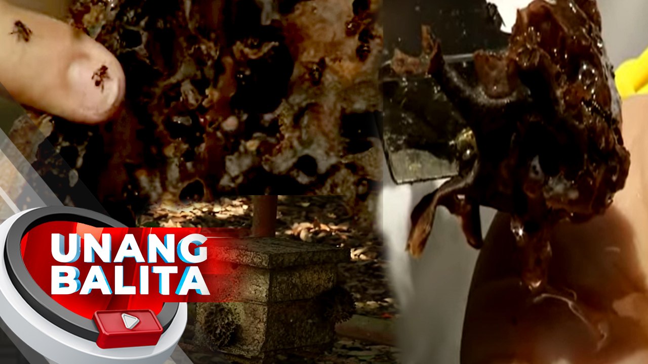 Lukot o stingless bees, inaalagaan sa bee farm sa Cavite State University | UB