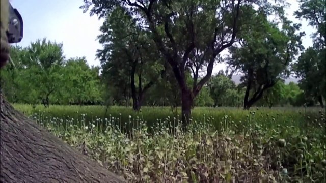 Defence defends conduct of Afghan war crimes inquiry