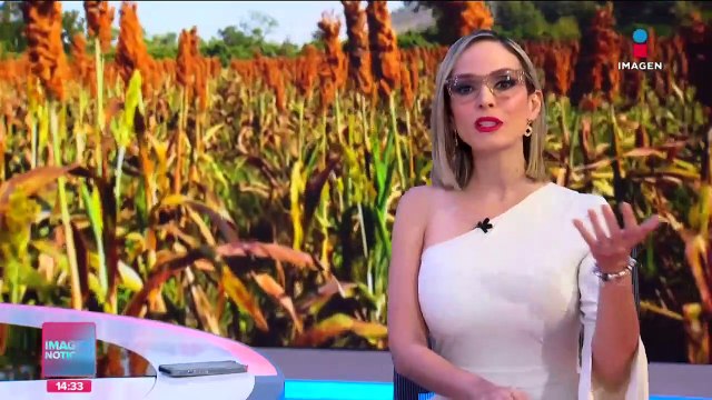 Productores de sorgo de Nayarit enfrentan crisis que podría llevarlos a quiebra