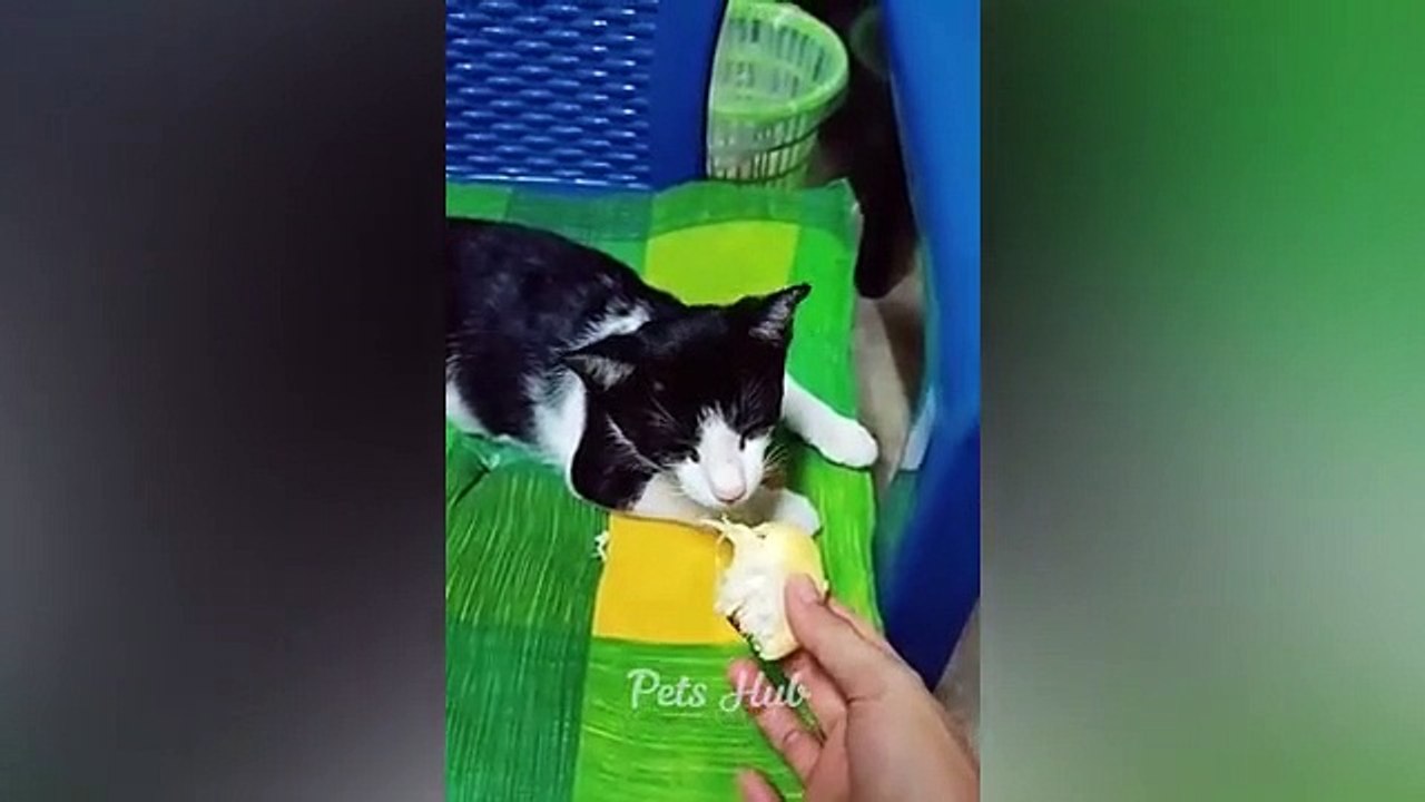 Funniest_Cats_and_Dogs__Funny_Animals_2023__Part_14(360p)