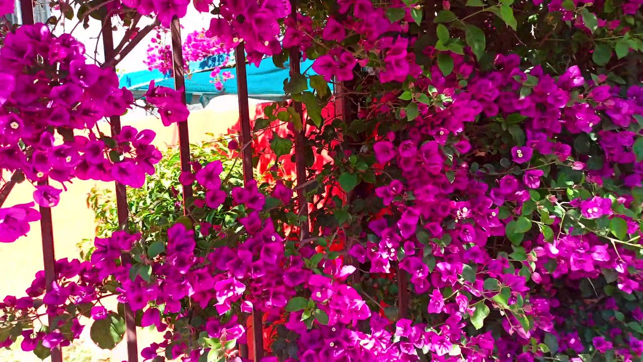 un hermoso paseo por el gueto para mostrarles diferentes lugares de la colonia ribera del bosque en tijuana baja california mexico