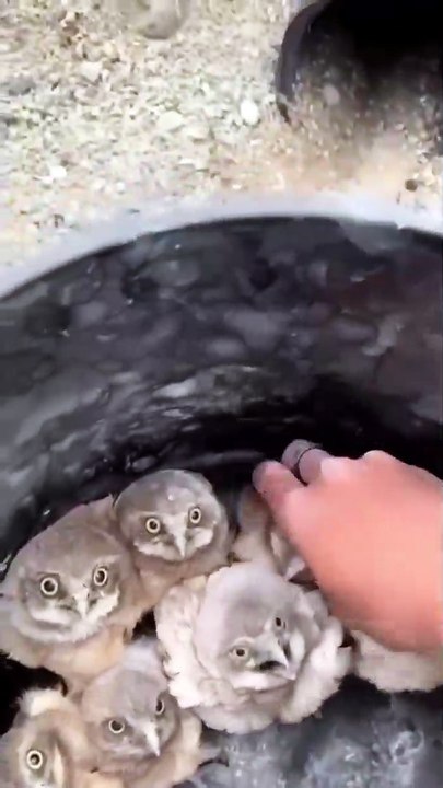 Precious Baby Burrowing Owls