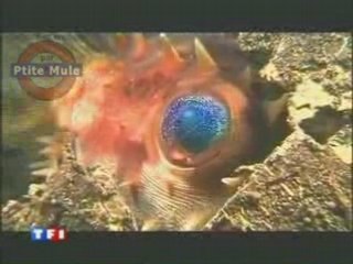 Des images sous-marines