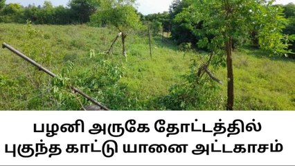 பழனி : தோட்டத்தில் புகுந்த யானைகள் மரங்களை உடைத்து சேதப்படுத்தியது !