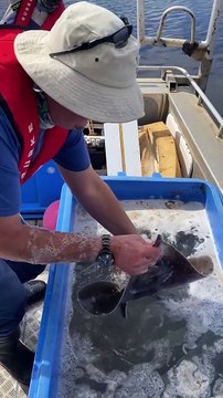 Tagged maugean skate being released | May 2023 | The Advocate