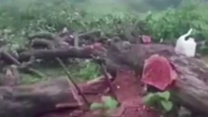 मुजफ्फरनगर: सरकारी पेड़ काटने की सूचना पर पहुंची वन विभाग की टीम, 3 पर केस दर्ज