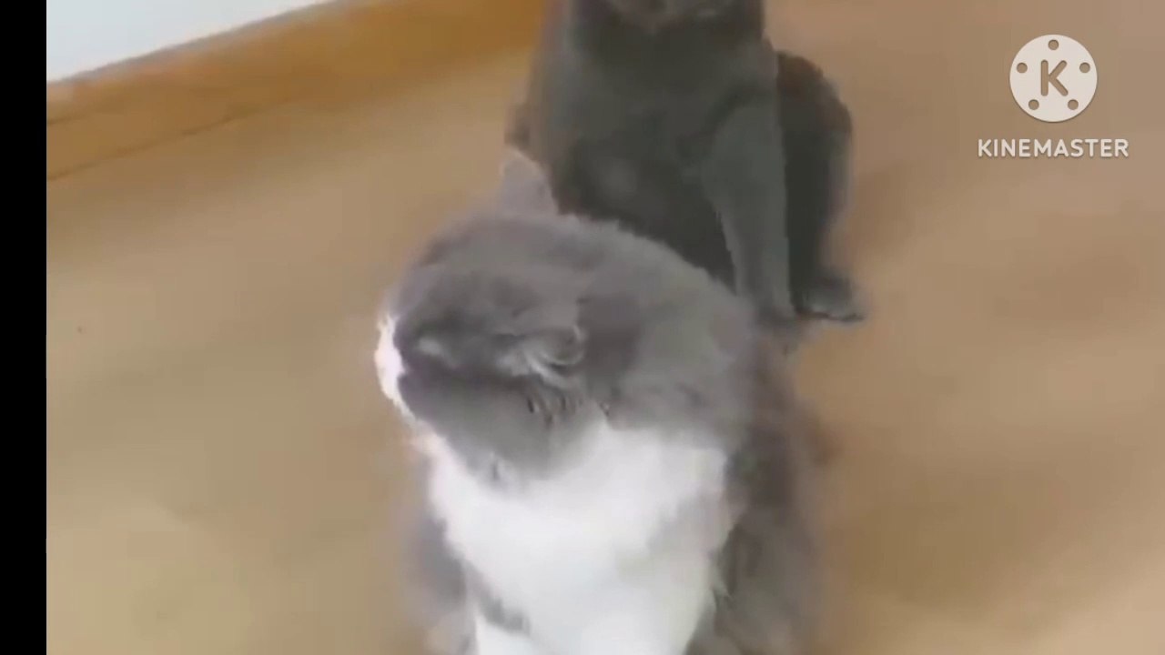Funny video