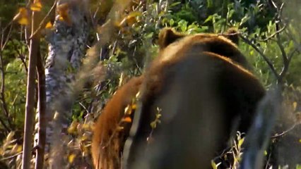 DÜNYANIN EN GÜÇLÜ HAYVANLARI