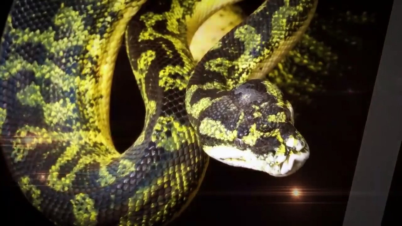 DÜNYANIN EN İYİ GİZLENEN HAYVANLARI - SAKLAN VE AVLAN!