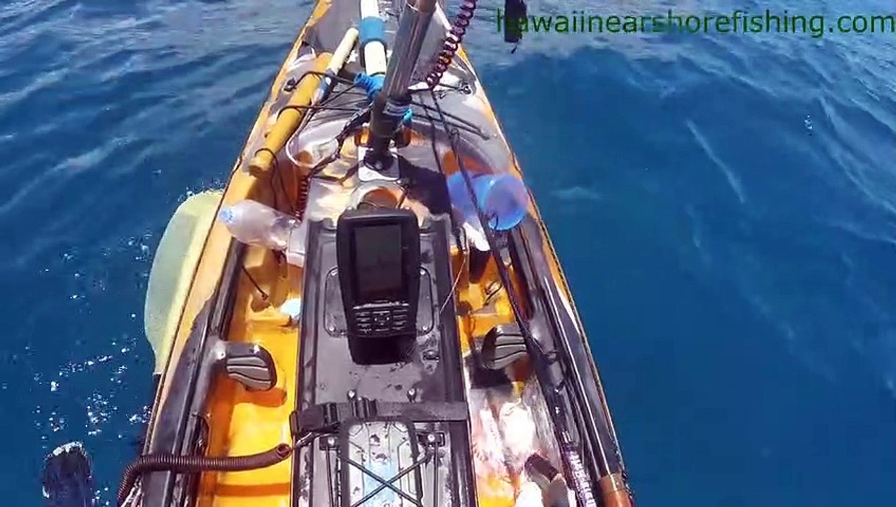 Un requin tigre attaque violemment un kayak à Hawaï