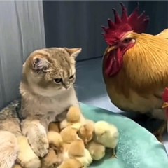 Different funny activities of cat