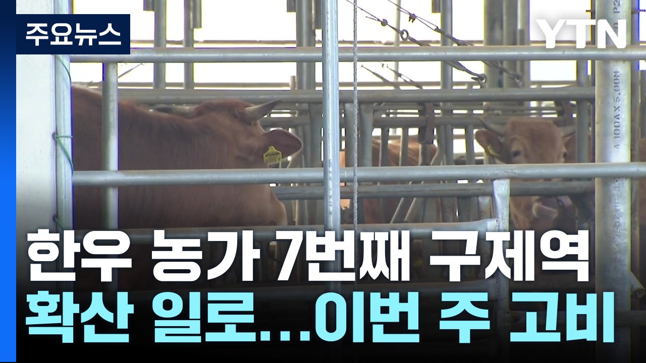구제역 확산 일로 벌써 7건...이번 주가 확산 '고비' / YTN