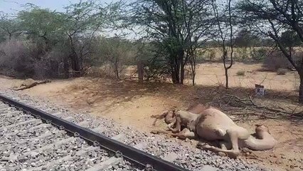 शिवपुरी में मालगाड़ी की चपेट में आने से 7 ऊंटों की मौत